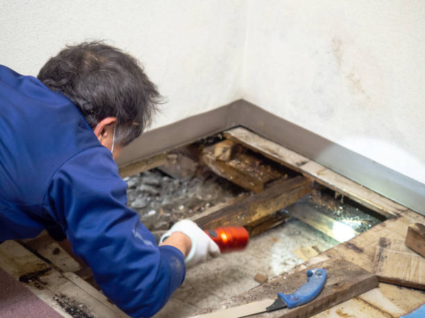 Best Attic Mold Removal  in Kewanee, IL