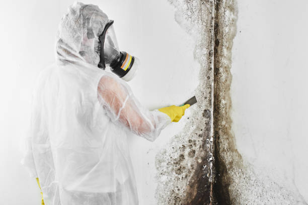 Best Certified Mold Removal  in Kewanee, IL