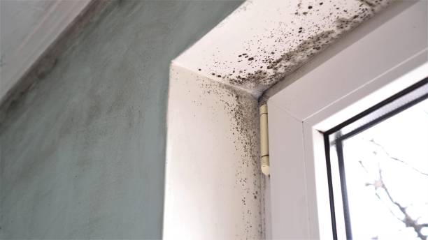 Best Black Mold Removal  in Kewanee, IL