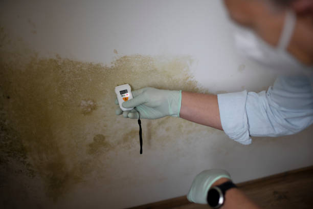 Certified Mold Removal in Kewanee, IL