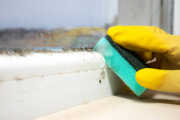 Best Commercial Mold Removal  in Kewanee, IL