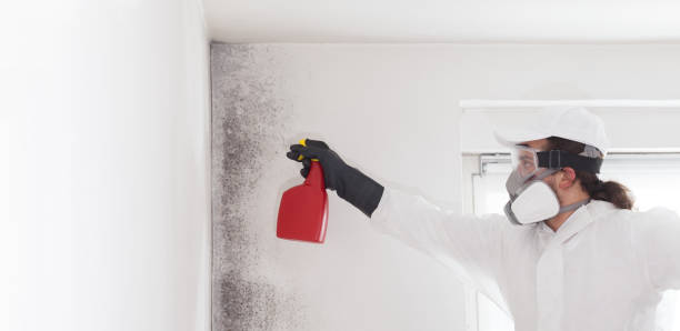 Best Mold Remediation  in Kewanee, IL