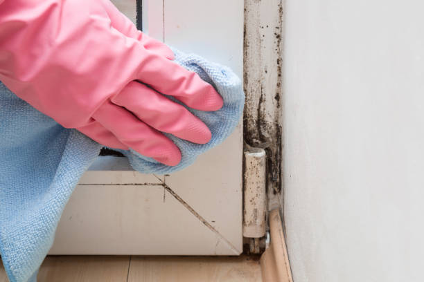 Best Fast Mold Removal  in Kewanee, IL
