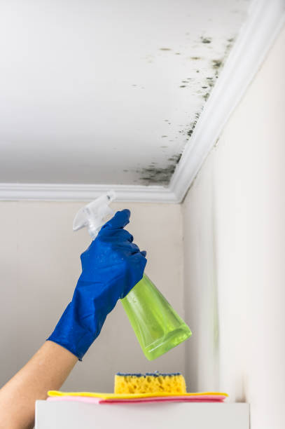 Best Residential Mold Removal  in Kewanee, IL